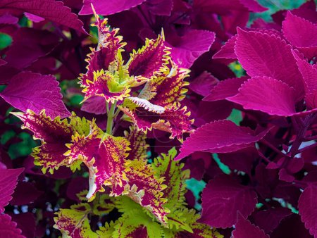 Coleus-Pflanze mit leuchtend gelben, violetten, roten Blättern Nahaufnahme