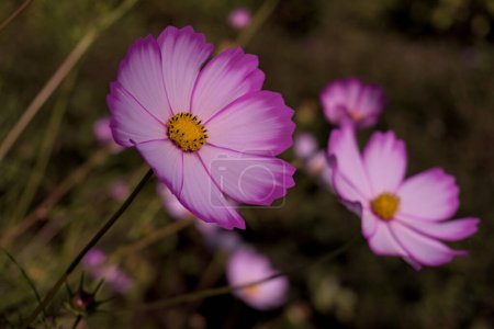 white pink and yellow cosmos flowers natural light, blurred background