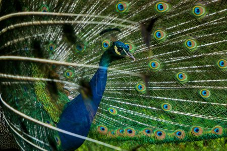A male peacock showcases its iridescent tail feathers with distinctive eye spots, set against a lush green backdrop.