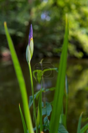 Eine zarte Irisknospe, die zur Blüte ansetzt, eingebettet in üppiges Grün mit einem ruhigen Teich im Hintergrund.