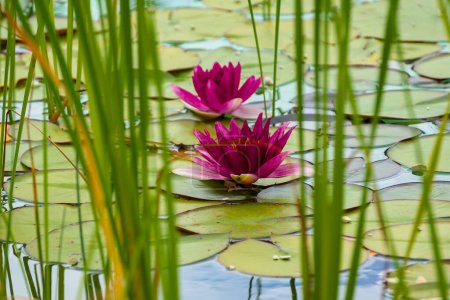 Ein ruhiger Teich mit rosa Seerosen und üppigem Grün, der die Essenz eines friedlichen Wassergartens widerspiegelt.