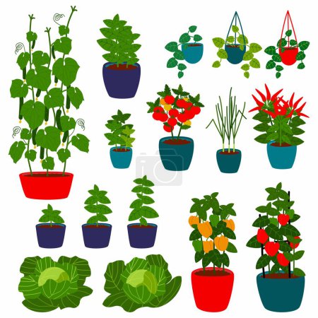 A set of different greenhouse-grown plants in colorful pots. Hand-drawn flat vector illustration.