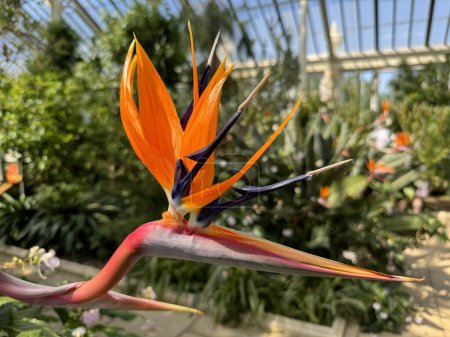 In the heart of the Temperate House in Royal Botanical Gardens, Kew, London an awe-inspiring sight unfolds: a close-up of the Strelitzia reginae in full bloom. Known as the bird of paradise for its striking resemblance to the exotic avian species. 
