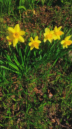 Gelbe Narzissen blühten im Frühling in unserem Garten. Grünes Gras.