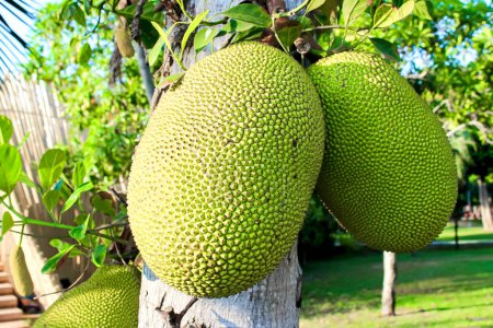 A tree is rich with mature jackfruits surrounded by lush greenery on a sunny day, creating a vibrant natural scene