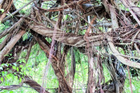 Nahaufnahme komplexer und miteinander verwobener Baumwurzeln und Reben, die ein natürliches Labyrinth in einem grünen Wald schaffen.