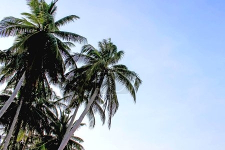 Palm trees stand peacefully under clear blue skies, embodying tropical serenity and tranquility on a warm sunny day