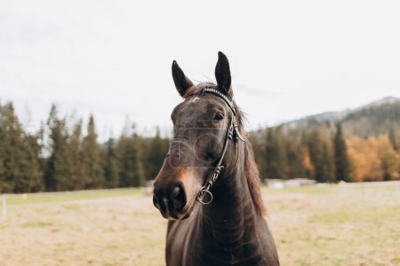 Téléchargez les photos : Portrait de cheval brun dans un champ d'automne. Cheval sauvage à la nature - en image libre de droit