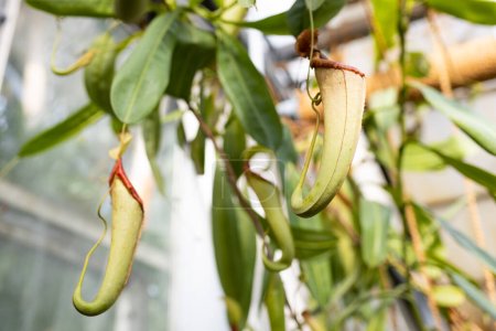 Téléchargez les photos : Nepenthes ampullaria, une plante carnivore dans un jardin botanique - en image libre de droit
