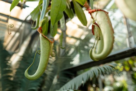 Photo for Nepenthes ampullaria, a carnivorous plant in a botanical garden - Royalty Free Image