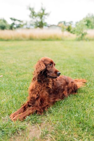 Foto de Beautiful Irish Setter dog is lying in grass on a beautiful summer day. - Imagen libre de derechos