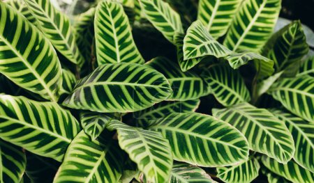 Calathea zebrina, diversement rayé, pin-stripe, ou pin-stripe calathea plantes feuilles gros plan