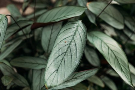 Foto de Planta exótica Ctenanthe Setosa Grey Star hojas con matiz plateado y venas de hojas oscuras - Imagen libre de derechos