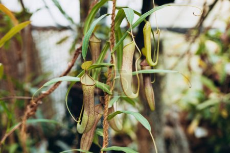 Téléchargez les photos : Nepenthes ampullaria, une plante carnivore dans un jardin botanique - en image libre de droit