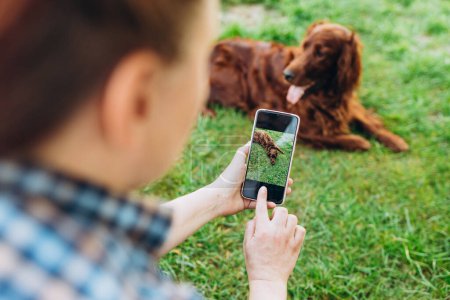 Frau fotografiert Hund mit Smartphone im Gras im Freien Neugieriger Hund auf einem Bildschirm-Telefon. Schöne Irish Setter Hund liegt auf der Natur Hintergrund