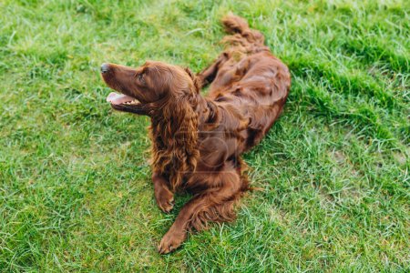 Foto de Beautiful Irish Setter dog is lying in grass and looking attentively into the photographers camera on a beautiful spring day - Imagen libre de derechos