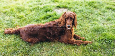 Foto de Beautiful Irish Setter dog is lying in grass and looking attentively into the photographers camera on a beautiful spring day - Imagen libre de derechos