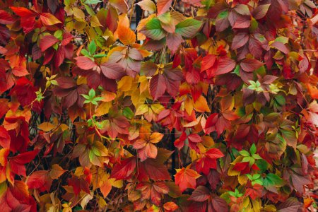 Photo for Twig of autumn grapes leaves. Parthenocissus quinquefolia foliage. Nature pattern - Royalty Free Image
