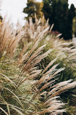 Abstract natural background of soft plants Cortaderia selloana. Frosted pampas grass on a blurry bokeh, Dry reeds boho style. Fluffy stems of tall grass