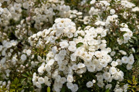 Sommerblüte duftender weißer Rosen. Floribunda Rosen. Kleine weiße, mehrblütige Gartenrosen. Bodendecker blüht im Freien mit weißen Blütenblättern.