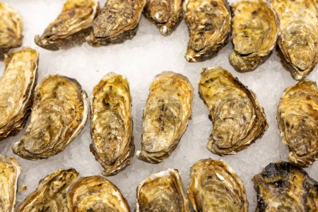 Oysters on the counter on ice in store. Oysters for sale at the seafood market. Aphrodisiac sea restaurant, expensive fresh food, dish menu