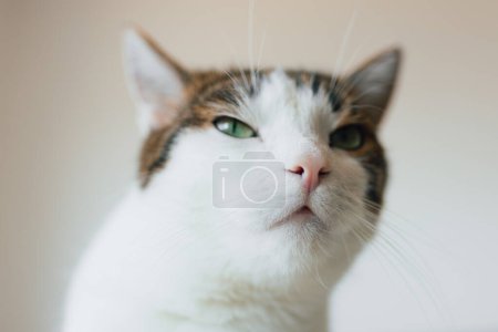 Primer plano de la nariz rosa de Kitty. Un bozal para gatos. Animales domésticos Retrato. Fragmento.