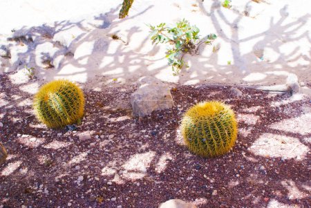Two cacti growing in the shade in summer in a hot country (Spain)