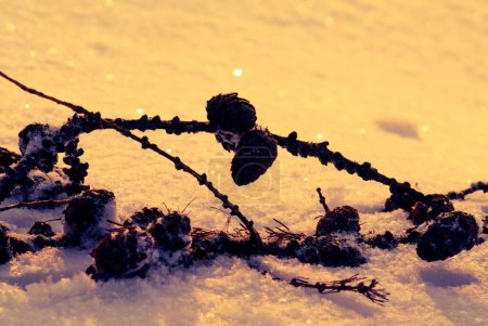 Dry coniferous branch with small cones in winter on the snow in the orange evening light
