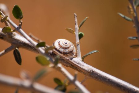 Closed snails on branches and stones close-up in natural colors. Macro