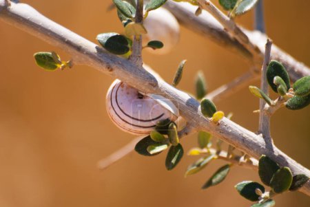Escargots fermés sur les branches et les pierres gros plan dans des couleurs naturelles. Macro