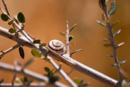 Closed snails on branches and stones close-up in natural colors. Macro