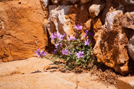 Small lilac flowers (Malva sylvestris) against a background of orange clay soil and stones in the summer sun