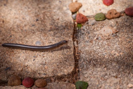 Brown centipede crawls on stones in the shadows close-up