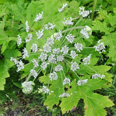 A dangerous plant, in contact with which a person gets large burns, which are dangerous for health. Heracleum sosnowskyi Manden The plant with which you cannot come in contact is called Borschivnik