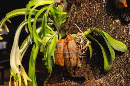 using coconut shell and husk and secure it with wire  for growing orchids plant, gardening tips concept