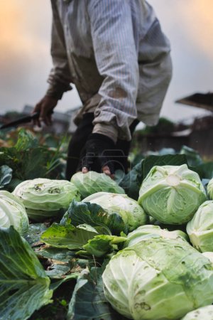 traditional farmer harvesting plenty of cabbage, with some of the outer leaves eat by the pest, organic farming 