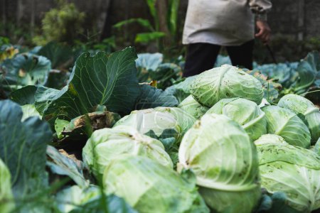 traditional farmer harvesting plenty of cabbage, with some of the outer leaves eat by the pest, organic farming 