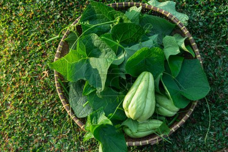freshly picked chayote or Sechium edule with stem and leaves on bamboo basket