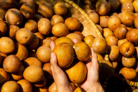 Ernte von Sapodilla-Früchten (manilkara zapota) hat einen anderen Namen sawo, sapota, süß schmeckende Früchte wachsen in tropischem Klima, aufgenommen in goldener Stunde
