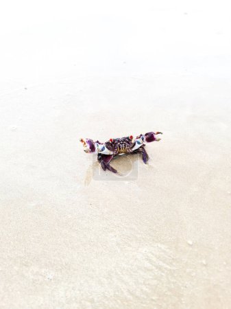  Crab on beach beautiful beach surface background. High quality photo