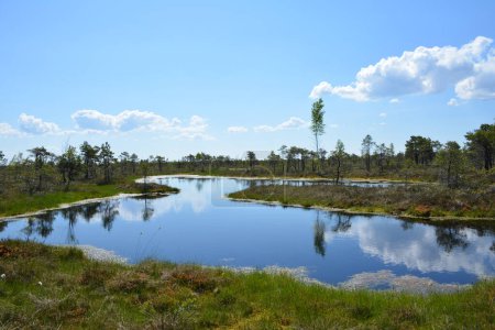 El Parque Nacional Kemeri en Jurmala, Letonia, es un destino cautivador conocido por sus extensos humedales y sus encantadores paisajes pantanosos. El parque cuenta con una red de pasarelas bien mantenidas que permiten a los visitantes explorar su ecosistema único