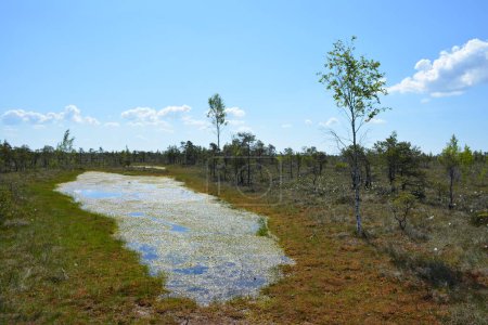 El Parque Nacional Kemeri en Jurmala, Letonia, es un destino cautivador conocido por sus extensos humedales y sus encantadores paisajes pantanosos. El parque cuenta con una red de pasarelas bien mantenidas que permiten a los visitantes explorar su ecosistema único