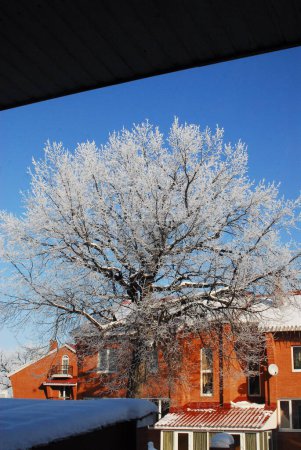 A tree, covered in glistening snow, stands in front of a building creating a picturesque winter scene
