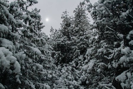 Schwaches Sonnenlicht versucht in den frühen Morgenstunden in Ontario, Kanada, durch die dicken Winterwolken über einem Nadelwald zu dringen