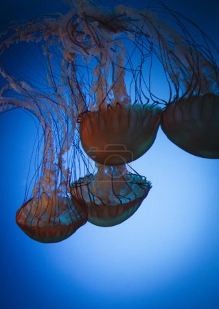 Four, vibrant coloured Pacific sea nettle jellyfish float together through the blue water.