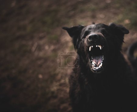 A large black dog with sharp teeth barks at the camera.