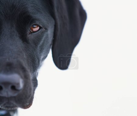 A young black lab with intense eyes stands against a white background.