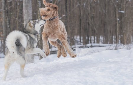 Happy Golden Doodle jumps into the air while playing with a Husky in a snowy field.