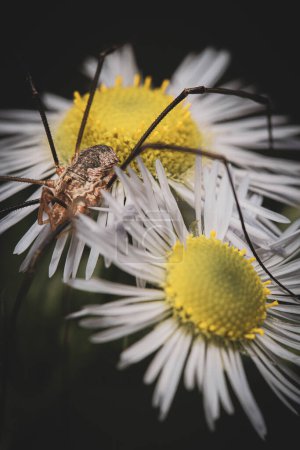 Macro retrato de papi piernas largas araña (Phalangium opilio) sentado encima de flores pequeñas