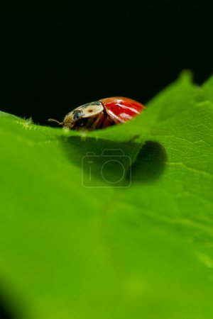 Macro portrait of a Ladybug (Coccinellidae) exploring a green leaf against dark backdrop